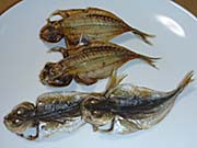豆あじのひもの