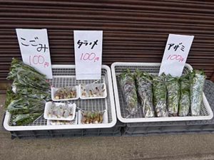 大鰐の道ばたで売っている山菜