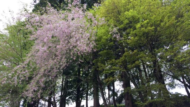 2021年4月末の大沢温泉の桜