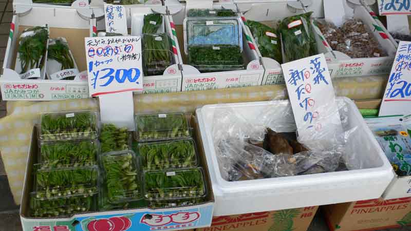 春の東北の山菜
