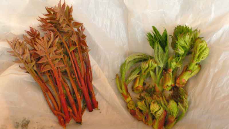 福島で手に入れた山菜